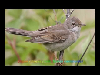 Голоса птиц - Серая славка (лат. Sylvia communis)