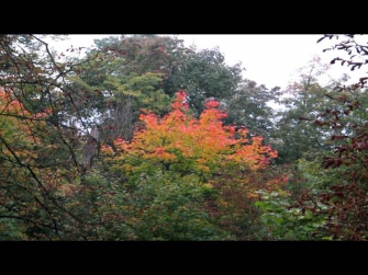 Красно желтые листья. Пение птиц и красивые осенние пейзажи