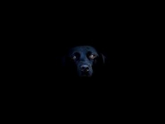 Страшилки на ночь – Собака под кроватью