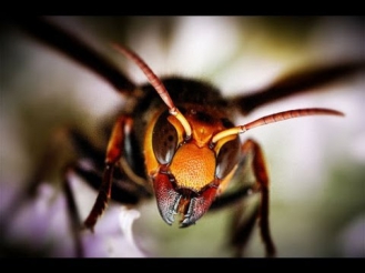 ТОП 10 Самые опасные насекомые планеты