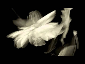 Furi Anga - Her Fingers Like Lotus Flowers