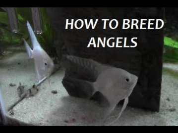 HOW TO BREED FRESHWATER ANGELFISH PART 1 of 7  (Intro)