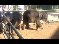 Маленькие слоники танцуют Пиннавела Шри-Ланка