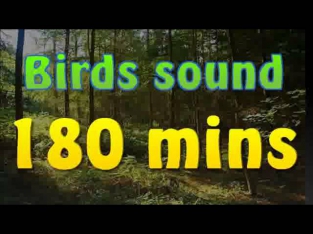 Sound of nature - birds song (no music) 180 mins