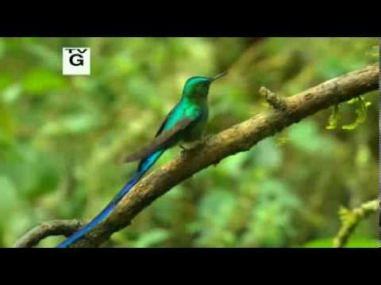 Жизнь колибри / Nature. Hummingbirds: Magic in the Air [National Geographic]