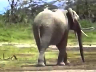Самопожертвование слона ради слоненка