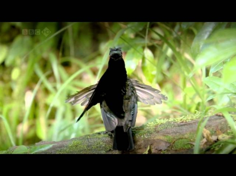Райские птицы. Фильм BBC