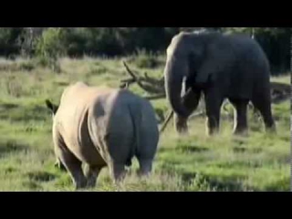 Носорог и слон. Кто сильней ?