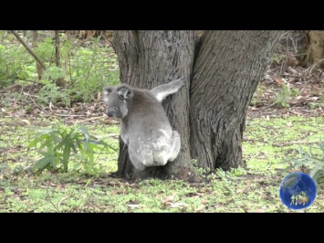Koalas in Australia ~ John Sokoloff  (HD)