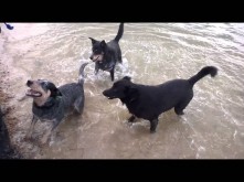 Blue heeler (Gizmo), kelpie border X (Sidney) & Kelpie play hard at beach in Australia.