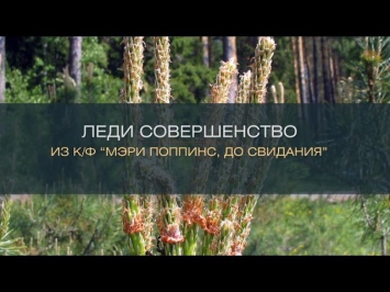 Хиты Караоке - Леди Совершенство (из к/ф 