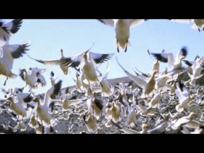 Остров белых птиц ☀ Группа 