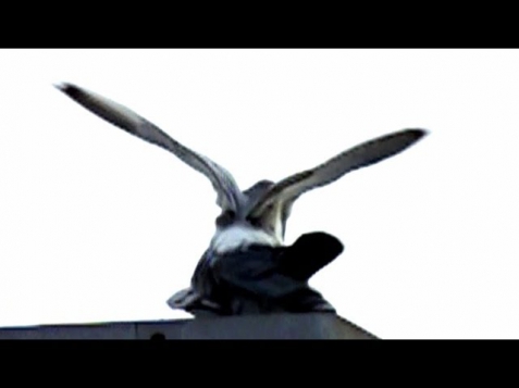 Slow motion of pigeons kissing and mating on a roof in January 29, 2014, in Sweden at -3°C
