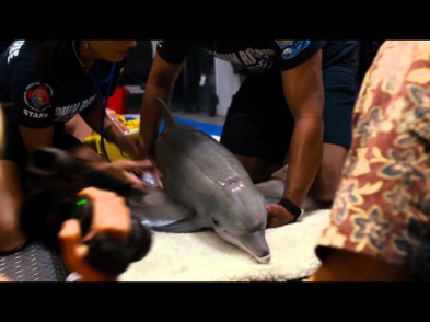 История дельфина 2 - трейлер