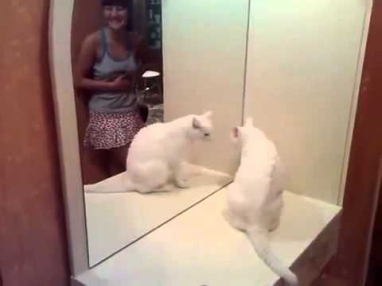 Cat Hate His Own Reflection
