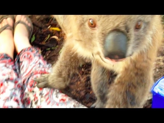 Koala Wants A Cuddle